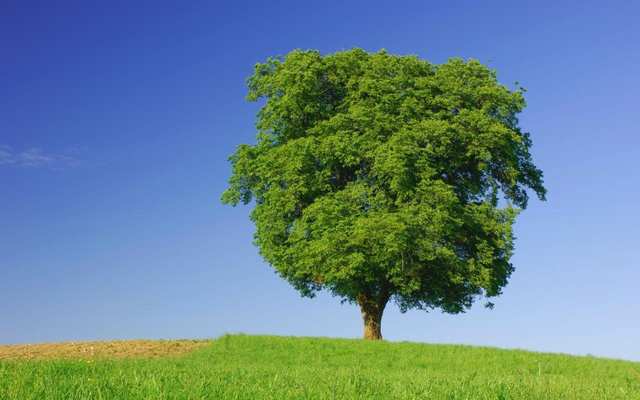 My great grandpa consciousness objector WWll