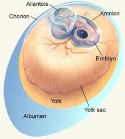 Tissues of a Developing Chick