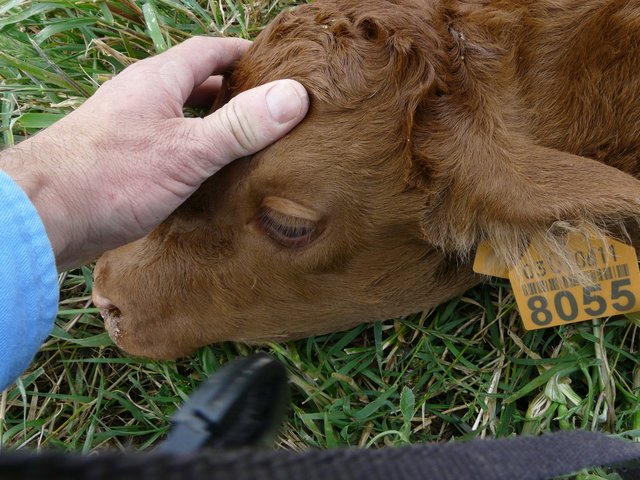 Leptospirosis bovina