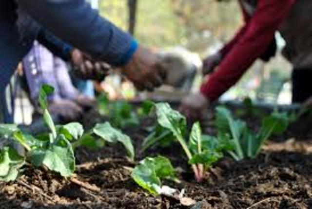 En este periodo surge un nuevo Programa