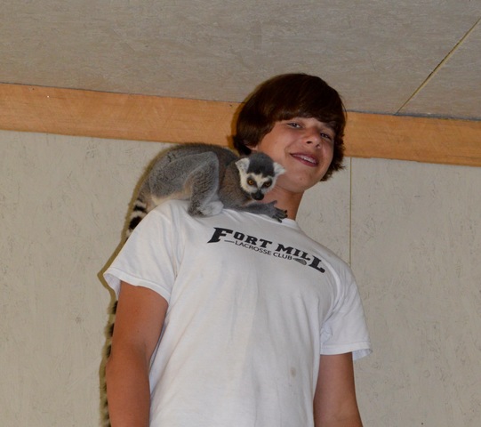 los animales de madagascar