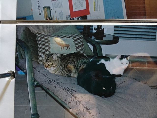 Yo tengo otro gato. Lo encontramos un día en nuestro patio trasero. Su nombre era Mr. Gold.