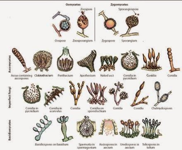 Nomenclatura de Langeron