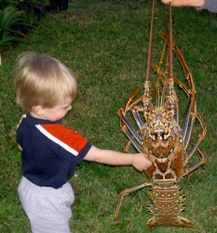 toqué mi amigo la langosta
