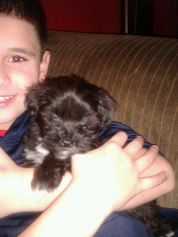 Yo compré un perro nuevo por primera vez.