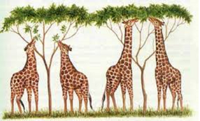 Teoria de la seleccion natural