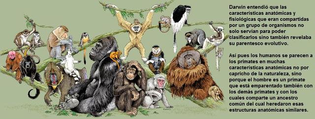 Obra, el origen de las especies