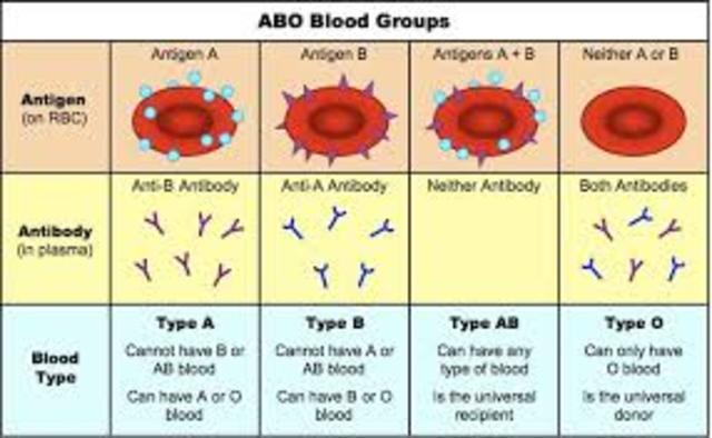 Karl Landsteiner discovered three blood types: A, B, O