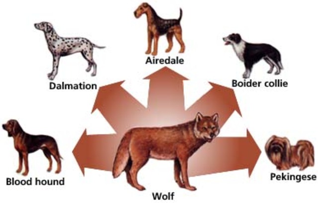 Selección natural y selección artificial