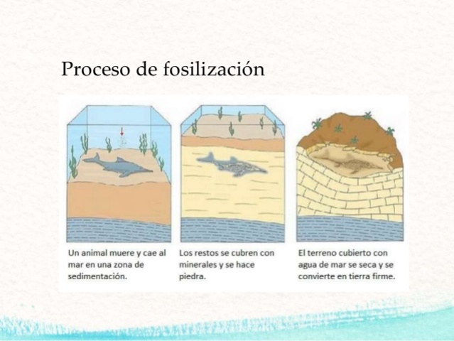 Proceso de fosilización