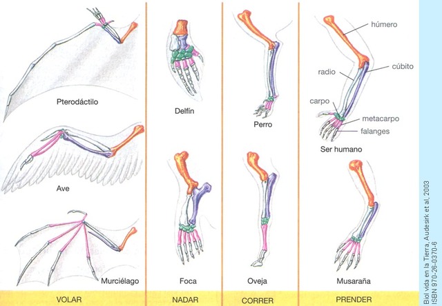 Estructuras homologas y analogas