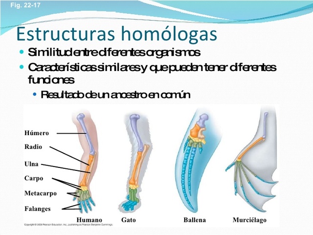 Estructuras Homologas