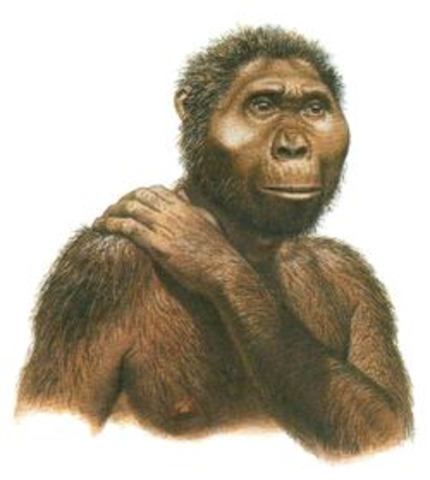 [-7 000 000 environ] Apparition énigmatique des Hominidés