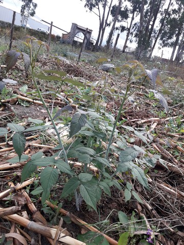 Reproducción de mora sin espinos (Rubus glaucus Benth)