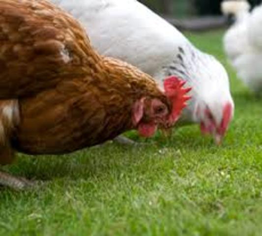 Cólera Aviar (Pasteurella multocida)