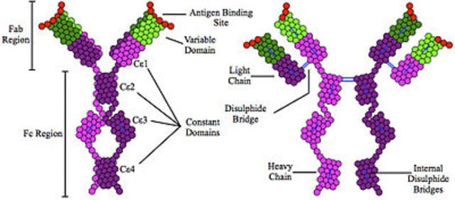 IgE antibody is formed