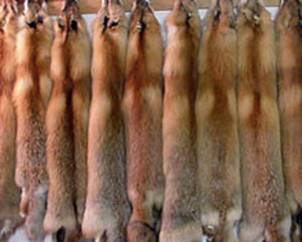 Economy based on fur in the British Regime