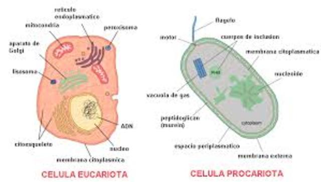 CELULA EUCARIOTA Y PROCARIOTA
