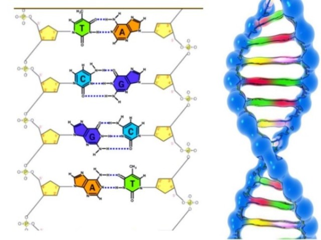 Descubrimiento de la estructura molecular del ADN
