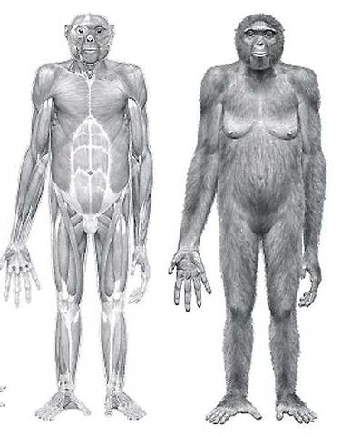 Los fósiles de Ardi