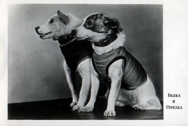 First Animals to Return from Orbit Alive