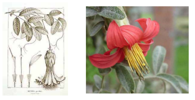 Inicio oficial de la expedición Botánica del Nuevo Reino de Granada