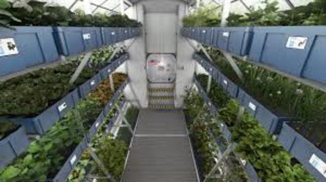 First food grown and eaten in space (lettuce)