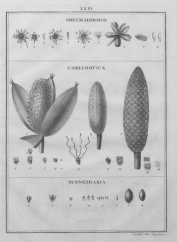 Primeras colecciones de plantas en la expedición botánica en el virreinato del Perú