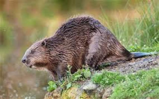 The Beaver Crisis