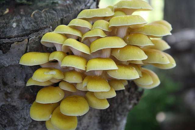 evaluar nivel de desarrollo de micelio tres variedades de Pleurotus en madera de encofrado