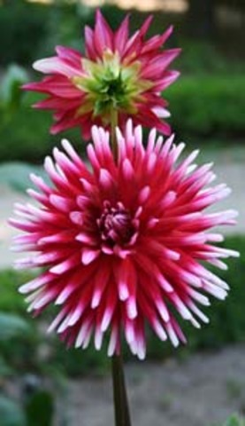 Expedición Botánica en Nueva España