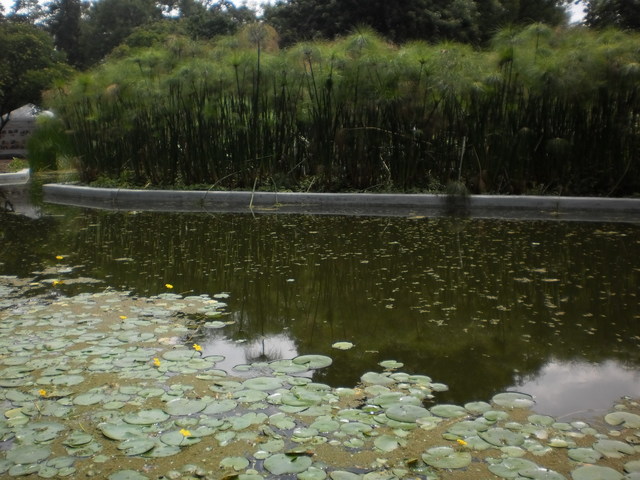 Inauguración del Jardín Botánico de México
