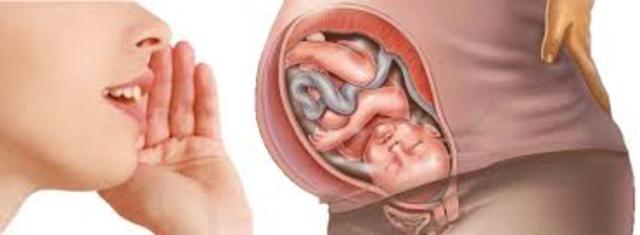 24 Semanas de Gestación