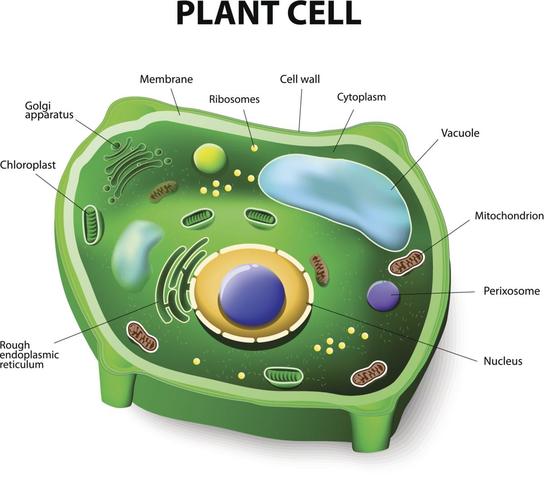 Schleiden and Schwann State That All Plants Have Cells.