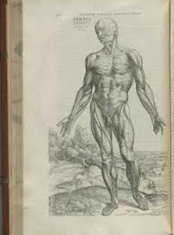 Vesalius