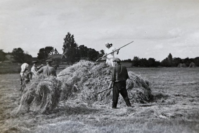 4. Tants - kolhoosid