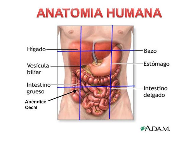 Anatomía Humana