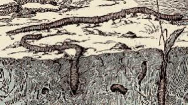 Publicación de las lombrices