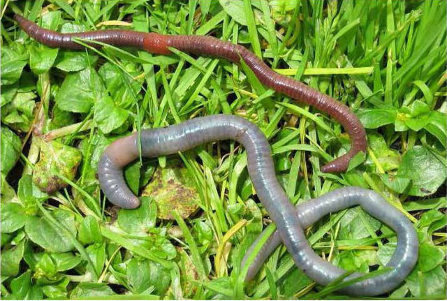 Formación de la tierra vegetal