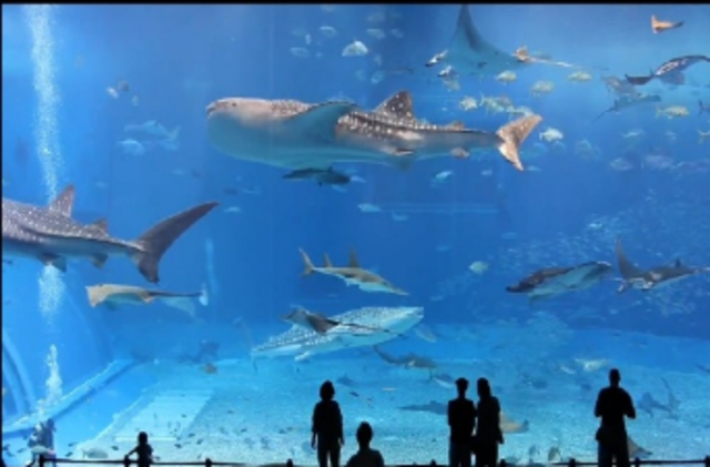 VÍDEO DE ALTA DEFINICIÓN