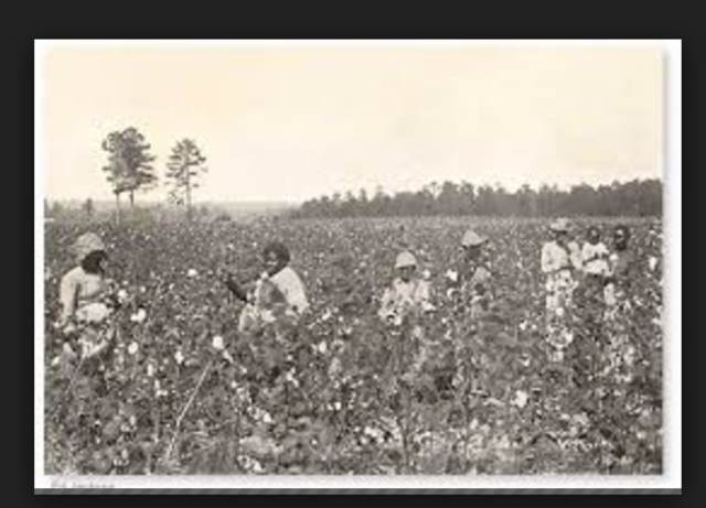 sharecropping/ Tenant farming