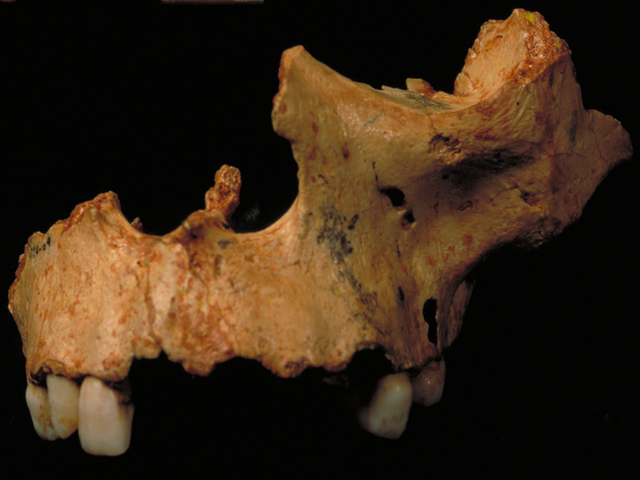 Se descubren los fósiles humanos más antiguos de Europa (Homo antecessor)