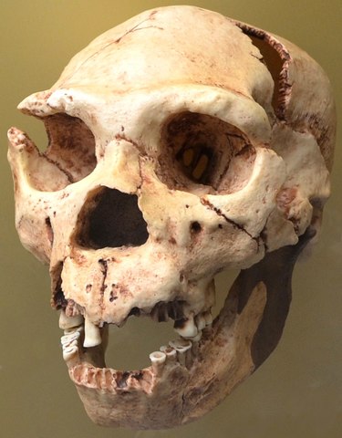 Miguelón (Homo heidelbergensis)