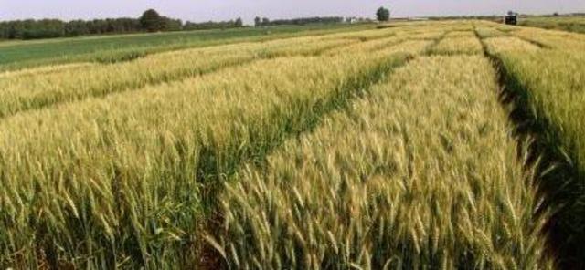 DECADÈNCIA DEL FEUDALISME S. XV-XVI