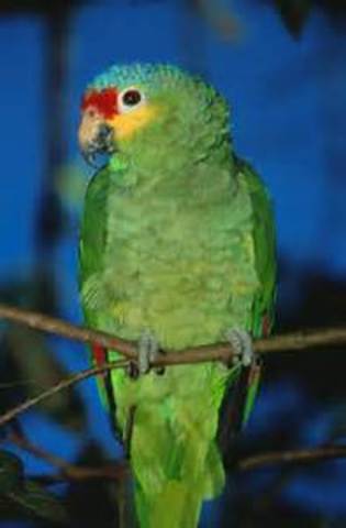 La familia consigue un loro de mascota. El loro es asesinado por el Papá.