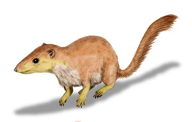 Los mamíferos empiezan a desarrollarse