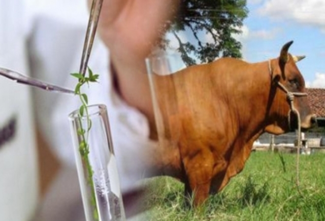 alternativas de produccion genetica