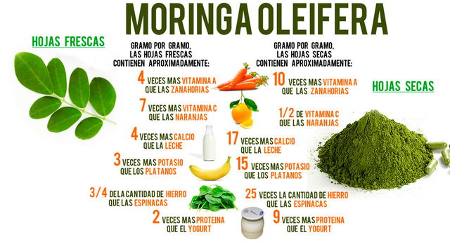 La moringa
