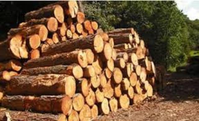 Development of Timber Industry in Canada