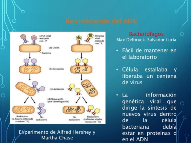 Reinvindicación del ADN basura No hay desechos en el genoma